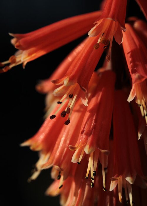 Red Hot Poker Greeting Card featuring the photograph Chandelier by Connie Handscomb