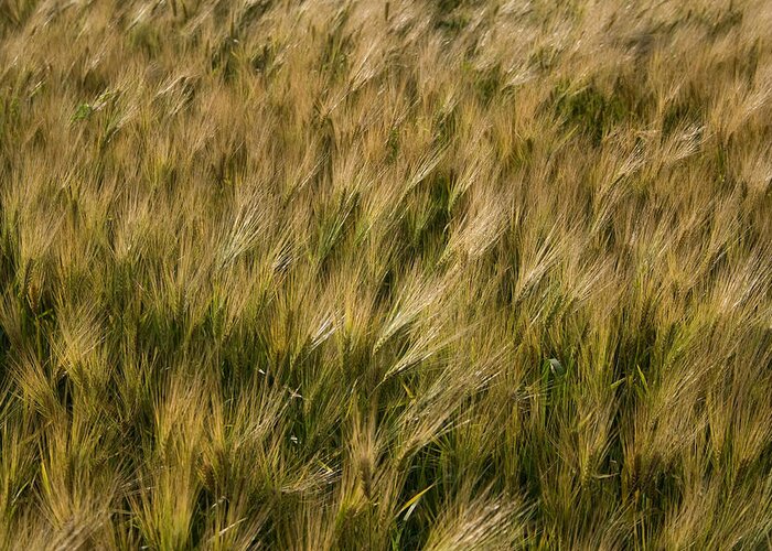 Changing Wheat Greeting Card featuring the photograph Changing Wheat by Dylan Punke