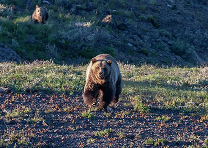 Grizzly Bear Greeting Card featuring the photograph Charging Grizzly by Mark Miller