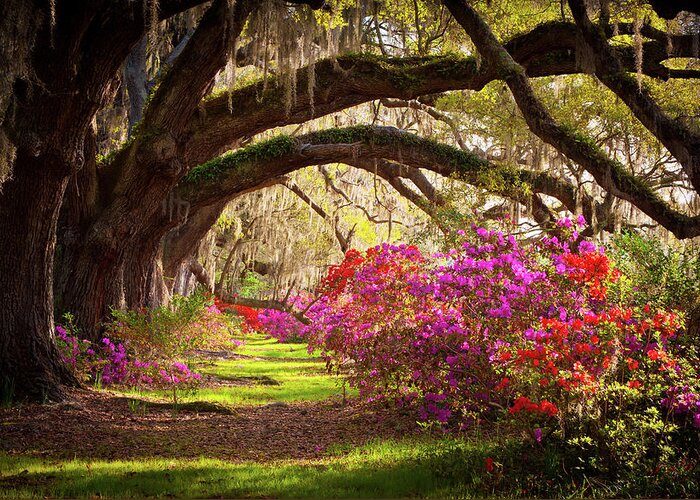South Greeting Card featuring the photograph Charleston SC Magnolia Plantation Gardens - Memory Lane by Dave Allen