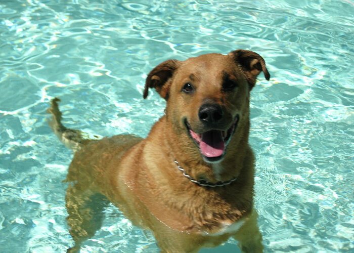 Dog Greeting Card featuring the photograph Charlie in Pool by Rebecca Wood