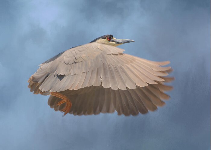 Black Crowned Night Heron Greeting Card featuring the photograph Chasing Clouds by Fraida Gutovich