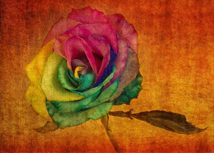 Rainbow Rose Greeting Card featuring the photograph Chasing Rainbows by Marina Kojukhova