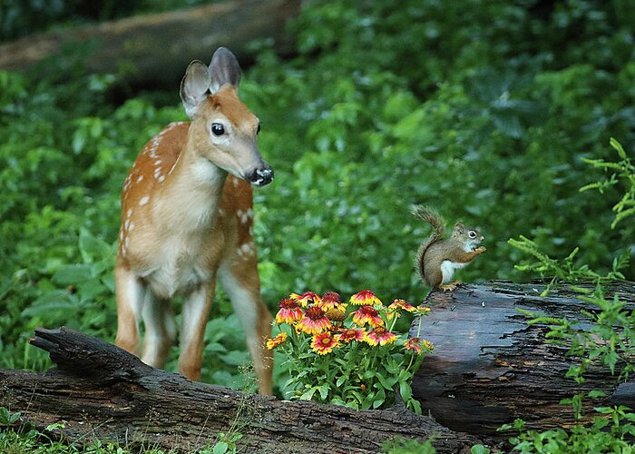 Deer Greeting Card featuring the photograph Checking Out the Squirrel by Duane Cross