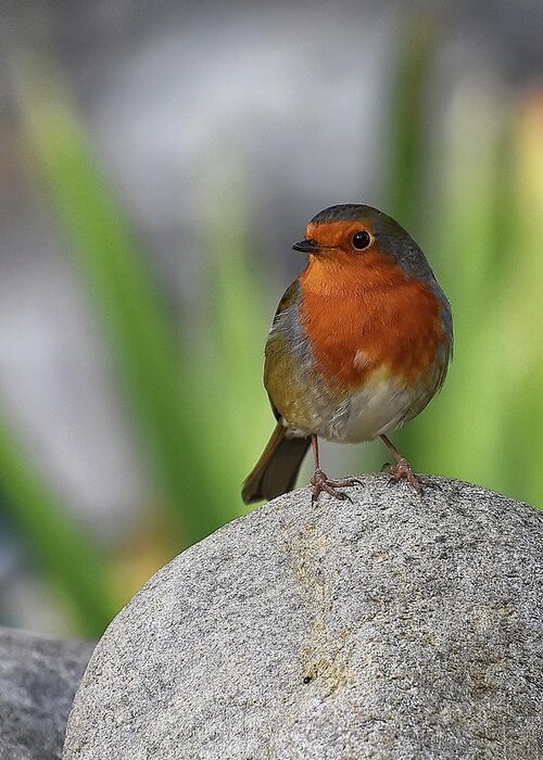 Robin Greeting Card featuring the photograph Cheeky Chappy by Kuni Photography