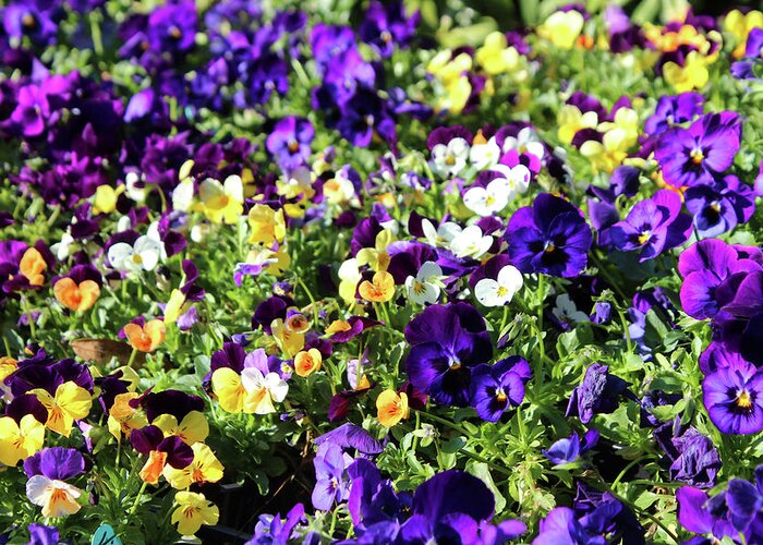 Pansies Greeting Card featuring the photograph Cheerful Pansies by Cynthia Guinn