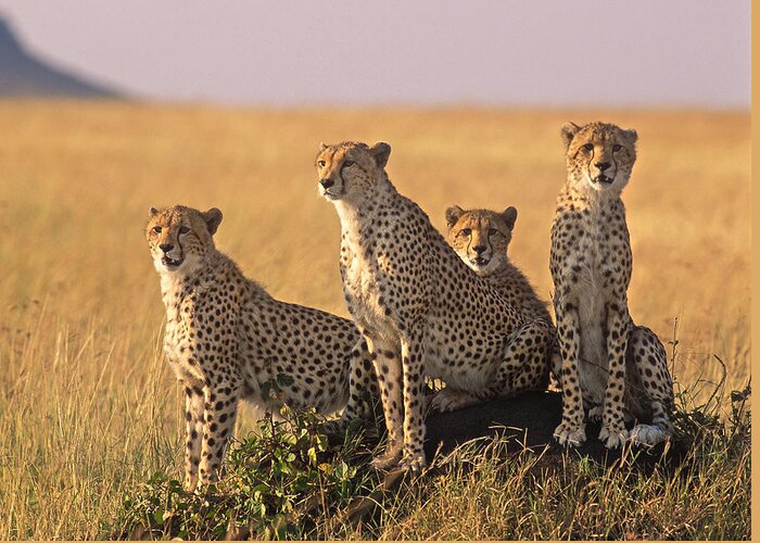 Africa Greeting Card featuring the photograph Cheetah family by Johan Elzenga