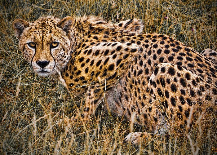 Big Greeting Card featuring the photograph Cheetah In The Grass by Chris Lord