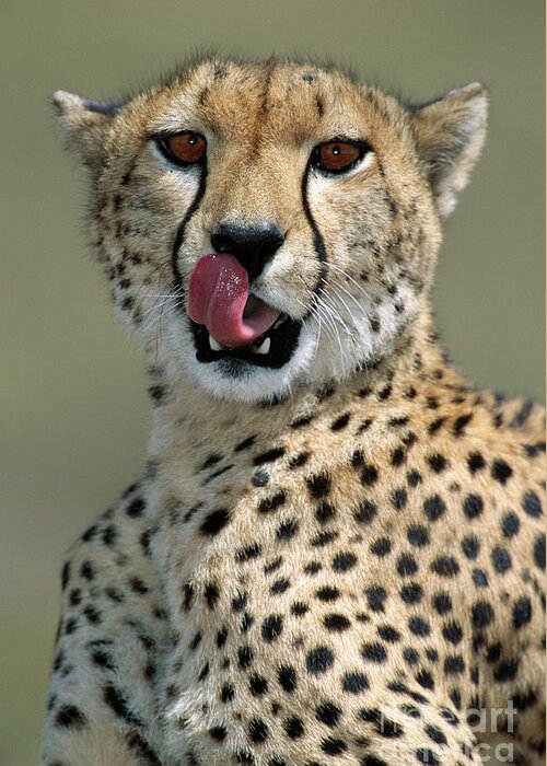 00344996 Greeting Card featuring the photograph Cheetah Licking by Yva Momatiuk John Eastcott