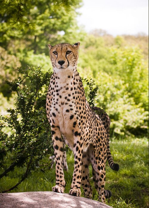 Cheetah Greeting Card featuring the photograph Cheetah Overlook by Chad Davis