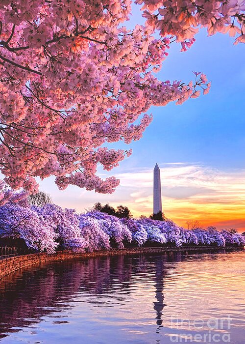 Washington Greeting Card featuring the photograph Cherry Blossom Festival by Olivier Le Queinec