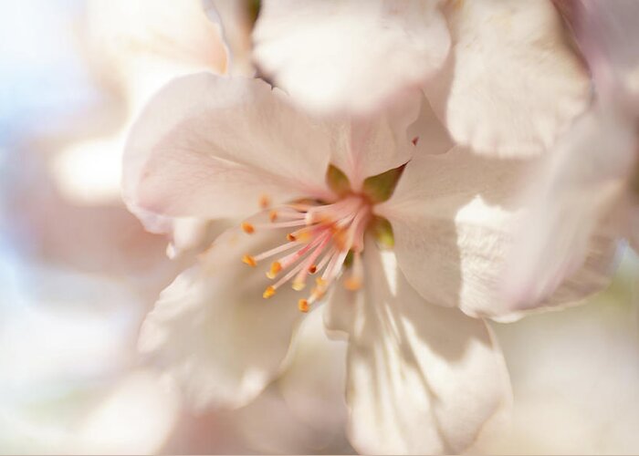 Flower Greeting Card featuring the photograph Cherry Blossom 2 by Pamela Taylor