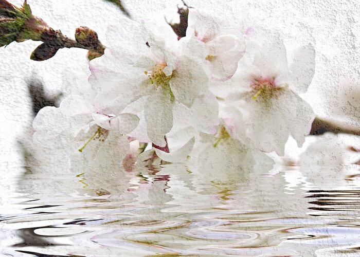 Blossom Greeting Card featuring the photograph Cherry blossom in water by Elena Elisseeva