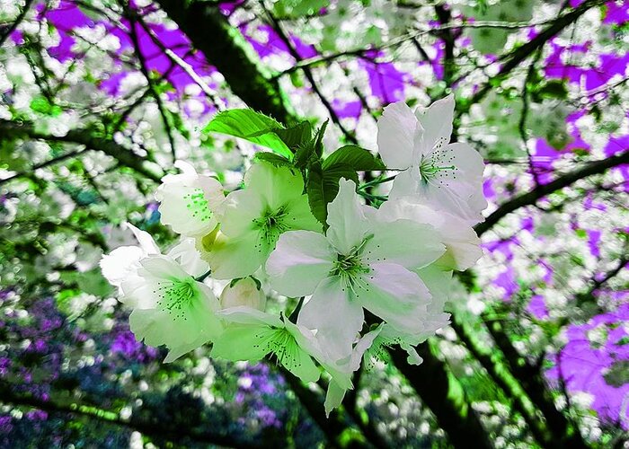 Fantasy Greeting Card featuring the photograph Cherry Blossom Splash In Emerald Glow by Rowena Tutty