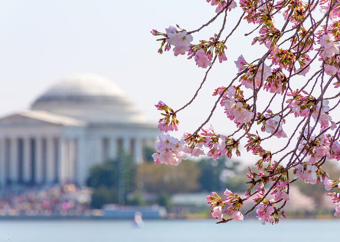 Cherry Blossom Festival Greeting Card featuring the photograph Cherry Blossoms and Jefferson Memorial by SR Green