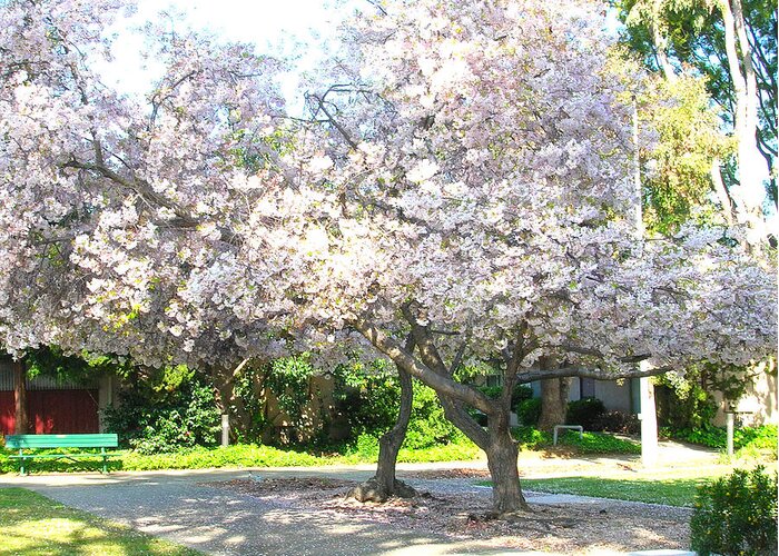 Santa Clara Greeting Card featuring the photograph Cherry Blossoms in Santa Clara by Carolyn Donnell