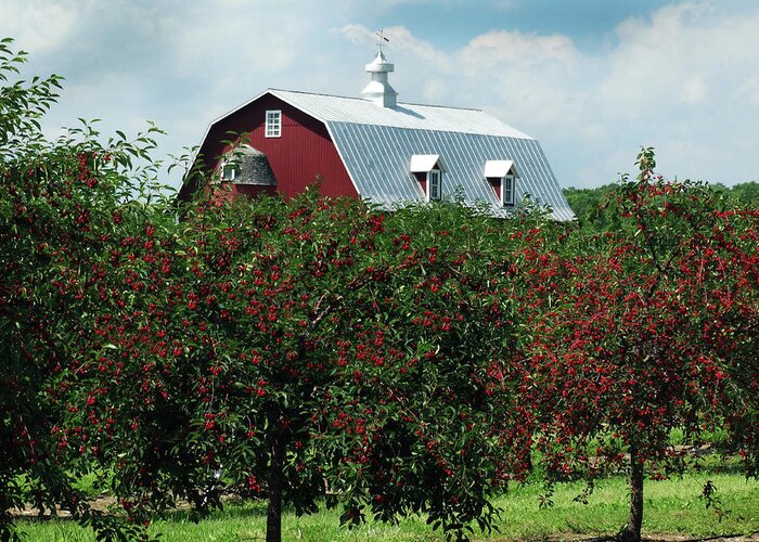 Door County Greeting Card featuring the photograph Cherry Orchard and Barn by David T Wilkinson