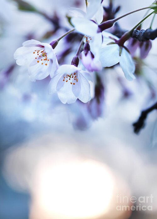 Blossom Greeting Card featuring the photograph Cherry tree blossoms in morning sunlight by Maxim Images Exquisite Prints
