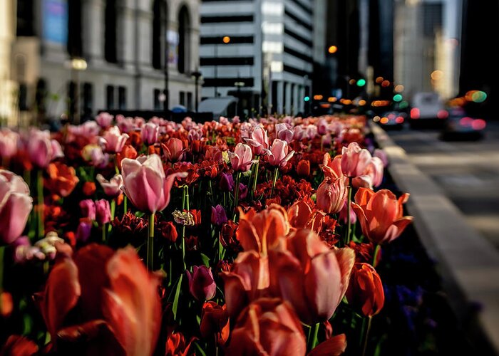 Tulips Greeting Card featuring the photograph Chicago Tulips in morning sun by Sven Brogren