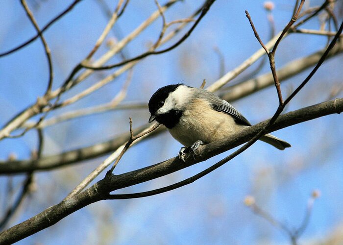 Aviary Greeting Card featuring the photograph Chickadee by Cathy Harper
