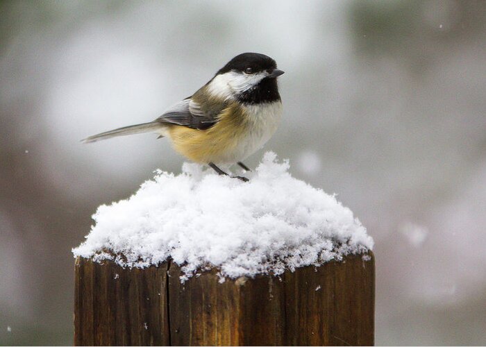 Bird Greeting Card featuring the photograph Chickadee in the Snow by Darryl Hendricks