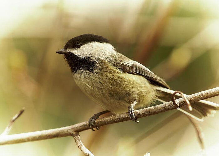 Bird Greeting Card featuring the photograph Chickadee by Loni Collins