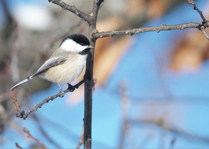 Chickadee Greeting Card featuring the photograph Chickadee by Michael Peychich