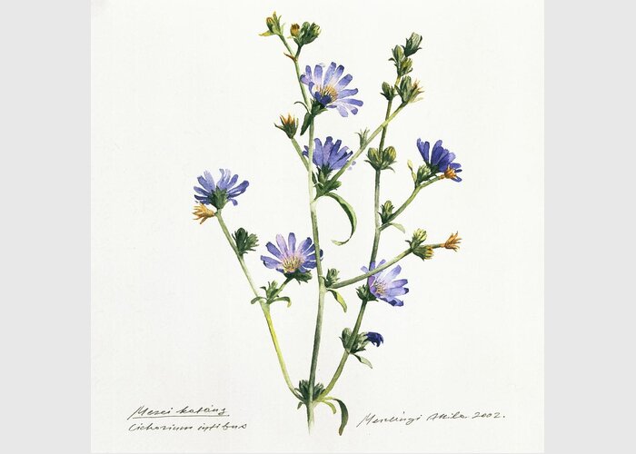 Chicory Greeting Card featuring the painting Chicory by Attila Meszlenyi