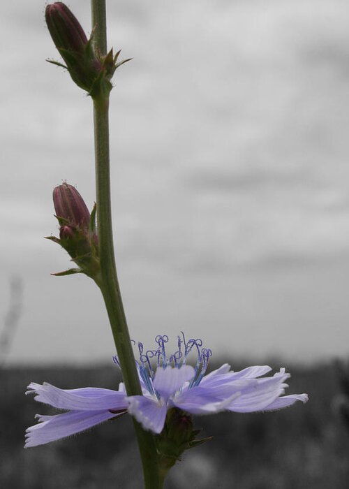 Unique Greeting Card featuring the photograph Chicory Climb by Dylan Punke