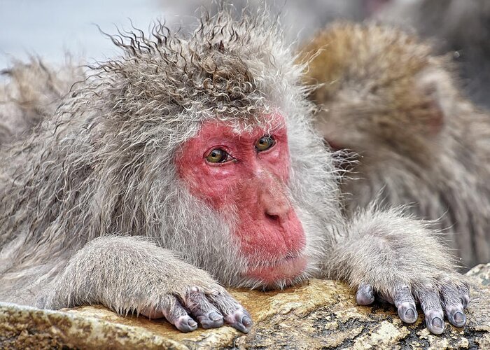 Snow Monkey Greeting Card featuring the photograph Chilling by Kuni Photography