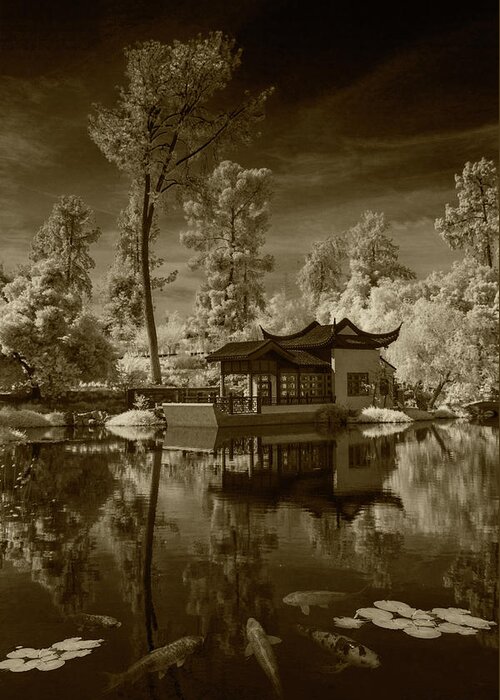 Garden Greeting Card featuring the photograph Chinese Botanical Garden in California with Koi Fish in Sepia Tone by Randall Nyhof