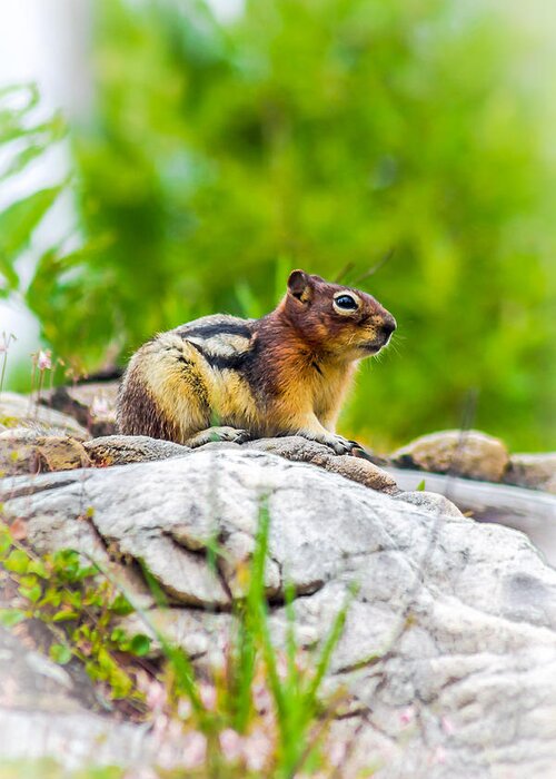 Chipmunk Greeting Card featuring the photograph Chipmunk - 2 by Thomas Nay