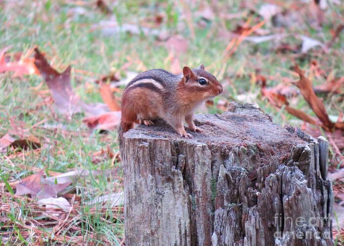 Eastern Chipmunk Greeting Card featuring the photograph It's Alvin by Charles Green