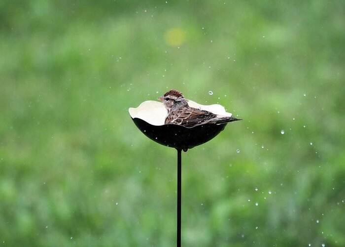 Chipping Sparrow Greeting Card featuring the photograph Chipping Sparrow Bath by Jackson Pearson