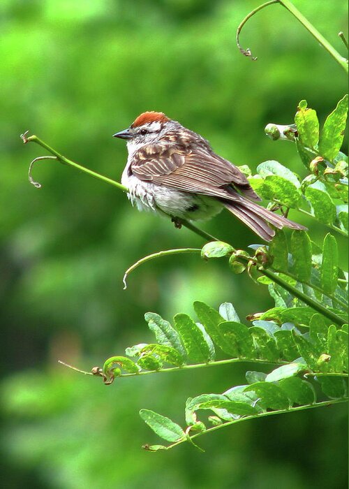 Bird Greeting Card featuring the photograph Chipping Sparrow by Deborah Johnson