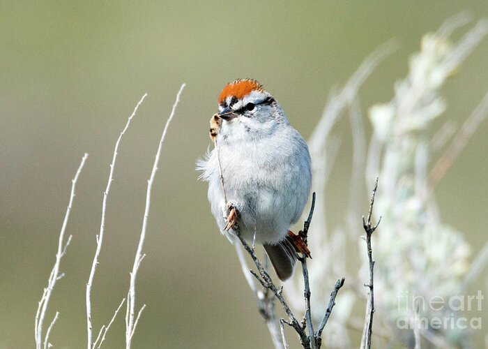 Chipping Sparrow Greeting Card featuring the photograph Chipping Sparrow by Michael Dawson