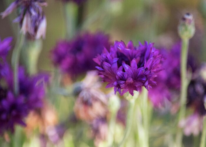 Purple Flowers Greeting Card featuring the photograph Chive Blossoms by Bonnie Bruno