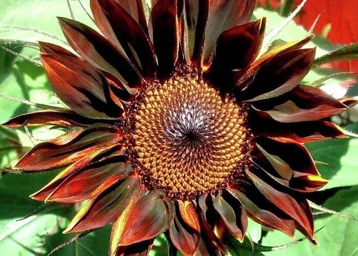Chocolate Greeting Card featuring the photograph Chocolate Sunflower by 'REA' Gallery