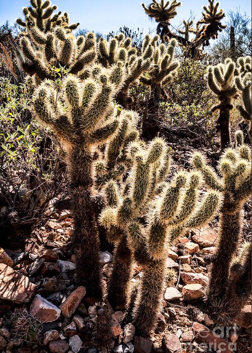 Arid Greeting Card featuring the photograph Cholla Cacti by Lawrence Burry