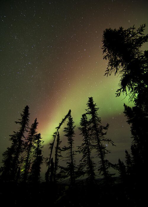 Alaska Greeting Card featuring the photograph Christmas Colors Aurora by Ian Johnson