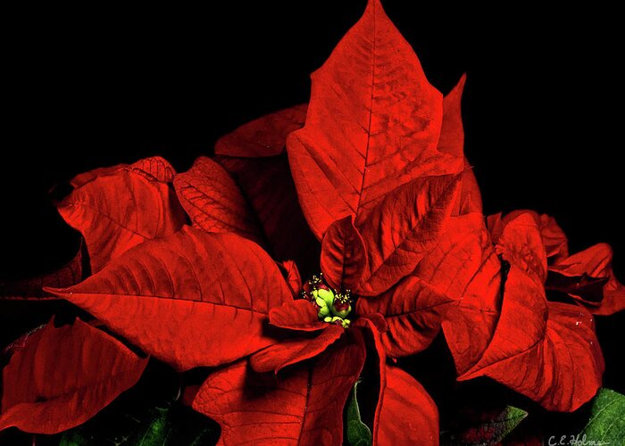 Pointsettia Greeting Card featuring the photograph Christmas Fire by Christopher Holmes