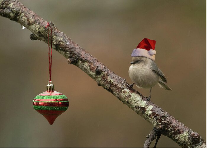 Bushtit Greeting Card featuring the photograph Christmas in the Backyard by Angie Vogel