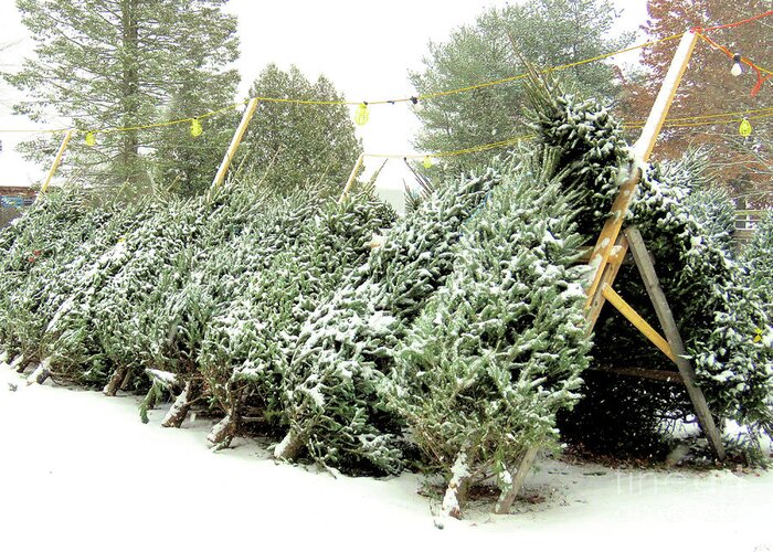 Christmas Trees Greeting Card featuring the photograph Christmas Trees by Janice Drew