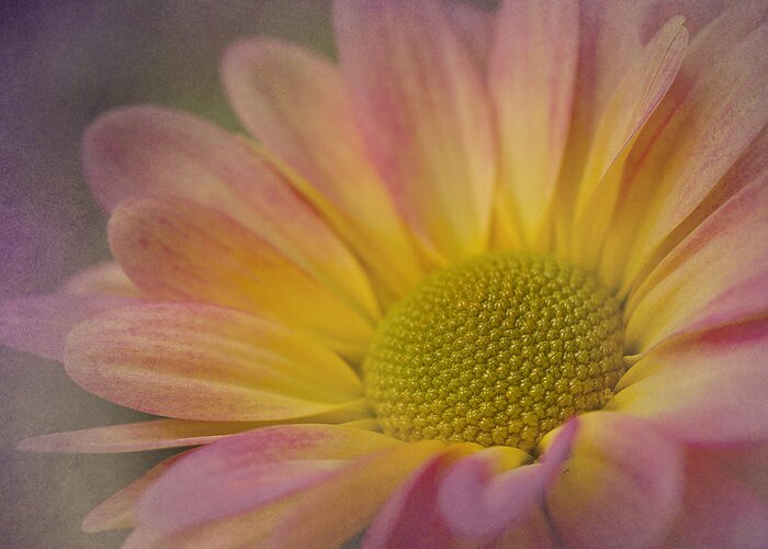 Chrysanthemum Greeting Card featuring the photograph Chrysanthemum 3 by Morgan Wright