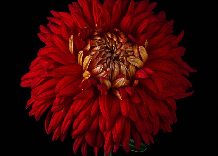 Flower Greeting Card featuring the photograph Chrysanthemum 'Indian Summer' by Ann Jacobson