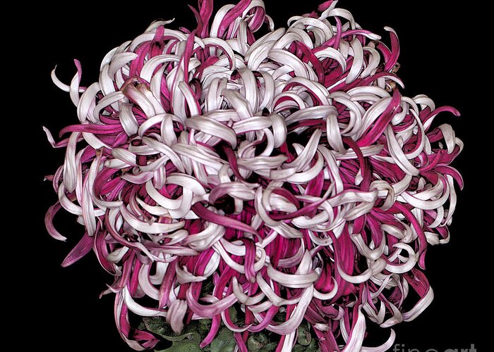 Chrysanthemumm Greeting Card featuring the photograph Chrysanthemum 'Lili Gallon' by Ann Jacobson