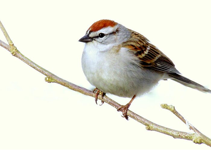 Bird Greeting Card featuring the photograph Chubby Sparrow by Lori Lafargue