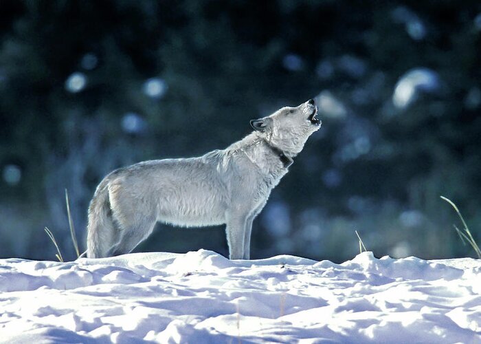 Mark Miller Photos Greeting Card featuring the photograph Cinderella Wolf 42F by Mark Miller