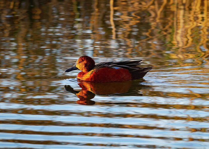 Mark Miller Photos Greeting Card featuring the photograph Cinnamon Teal in Golden Light by Mark Miller