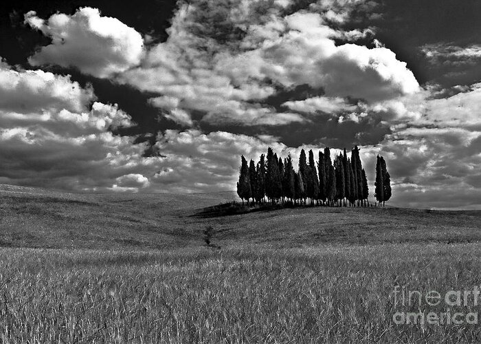 Black And White Greeting Card featuring the photograph Cipressi Black and White by Jon Cretarolo